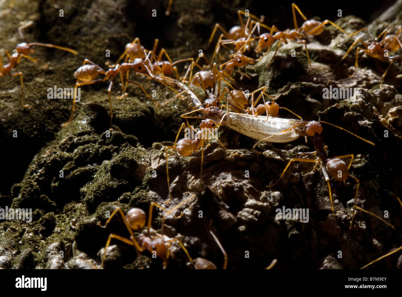 Extreme Nahaufnahme von Weberameisen arbeiten Sie ihren Weg zurück zum Nest. Stockfoto