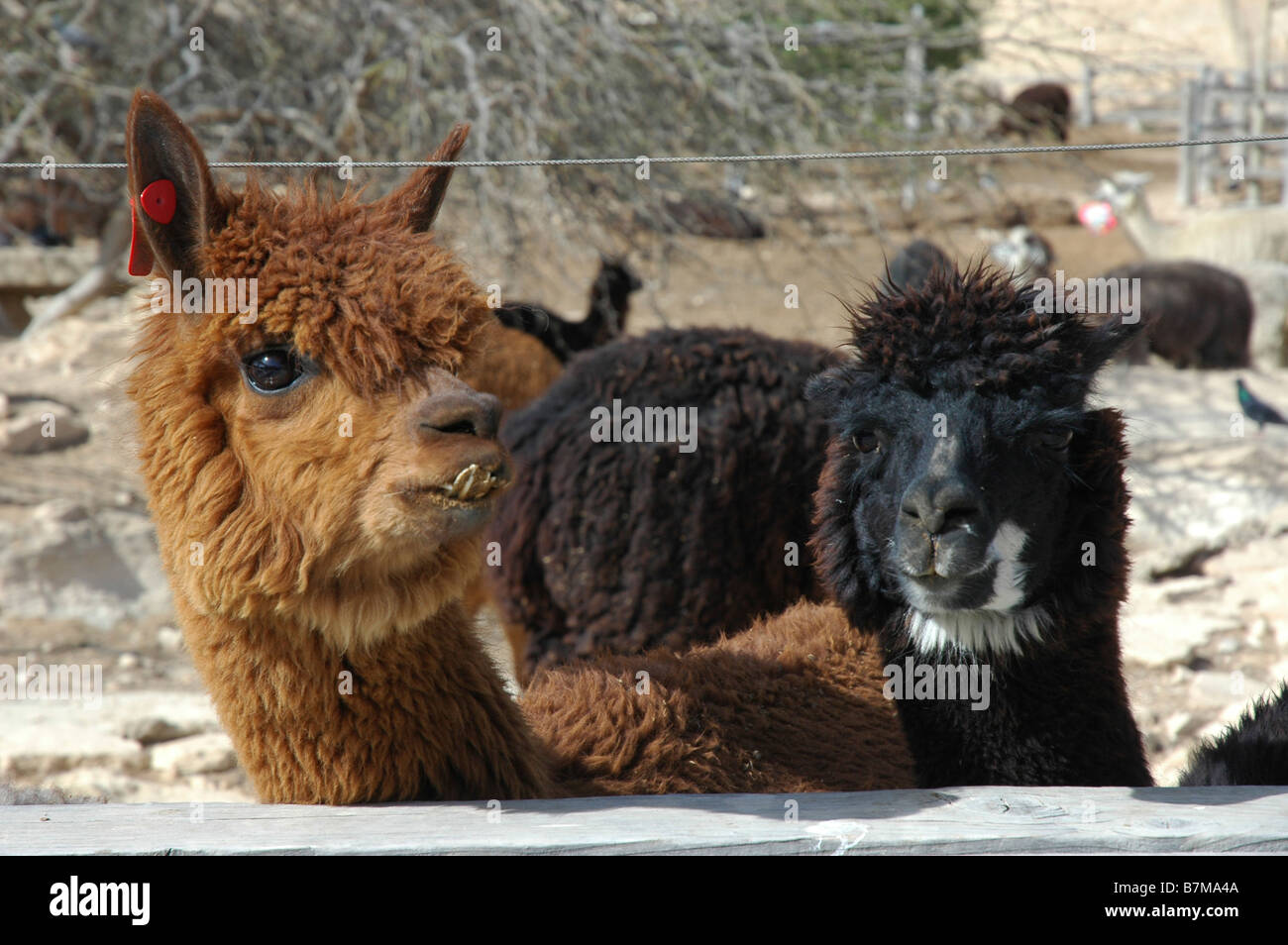 Israels Negev Mitzpe Ramon Alpaka Farm Stockfoto