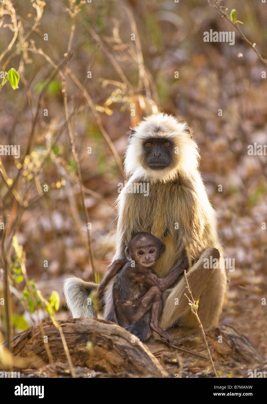 Hanuman grau Languren Affen Semnopithecus Entellus weibliche Mutter Baby Kanha National Park Madhya Pradesh Indien Asien Stockfoto