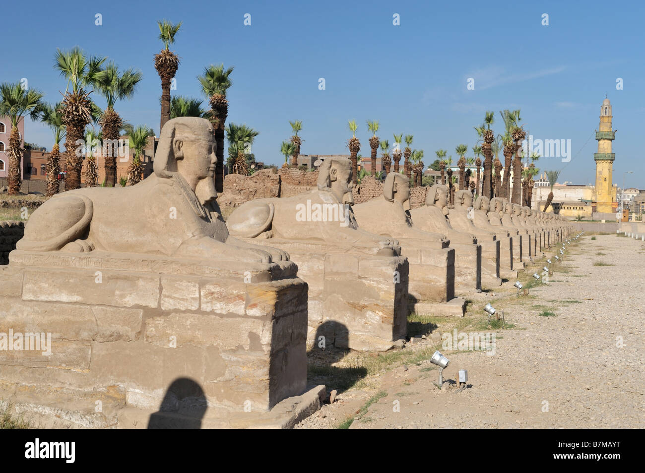 Allee der Sphinxe, Luxor-Tempel, Luxor, Ägypten 081116 32683 Stockfoto