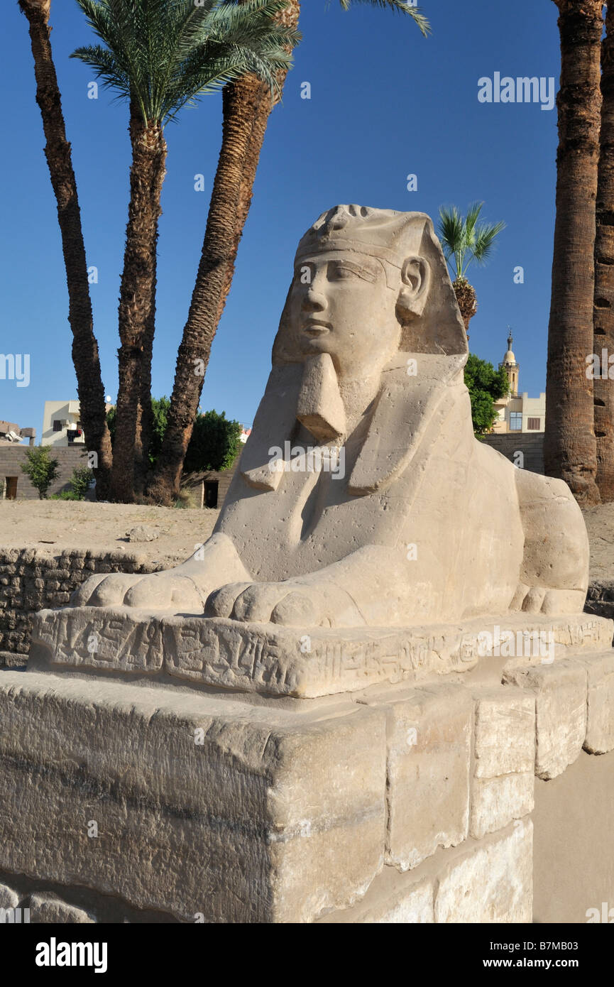 Sphinx, Luxor-Tempel, Luxor, Ägypten 081116 32687 Stockfoto