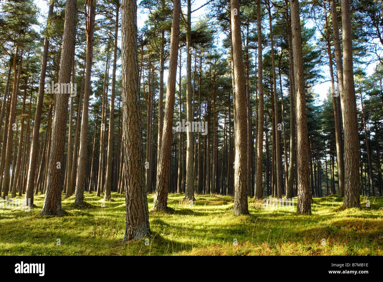 Flecken von Sonnenlicht schlagen Kiefernstämmen Wald Baum Grün Waldboden Schottland Stockfoto