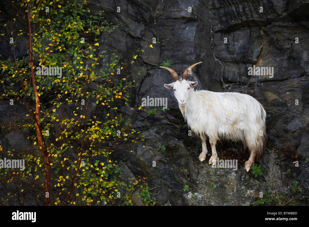 Ziege auf Klippe Felsen neben herbstlichen Baum Highlands Schottland ausgeglichen Stockfoto