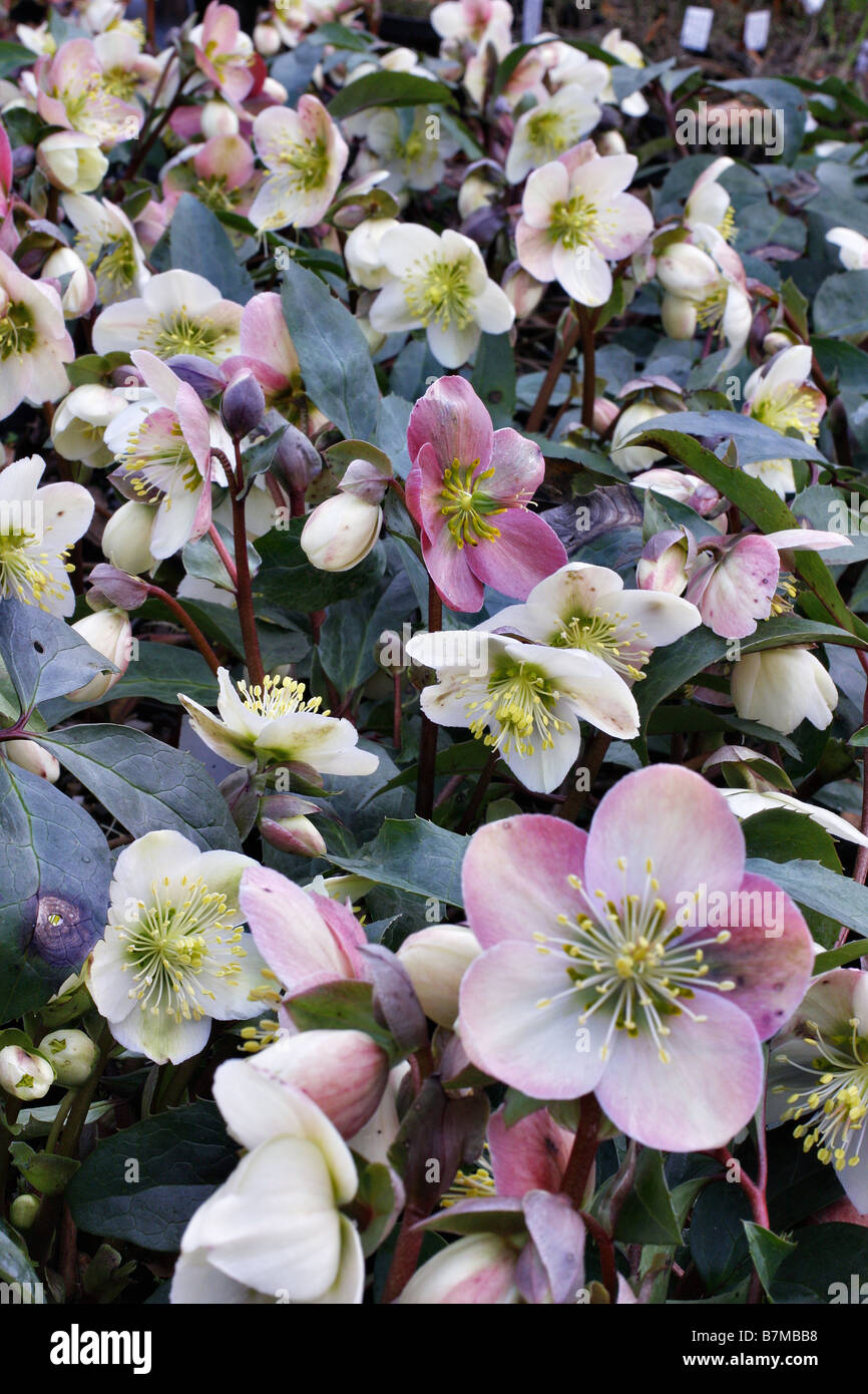 HELLEBORUS X ERICSMITHII Stockfoto