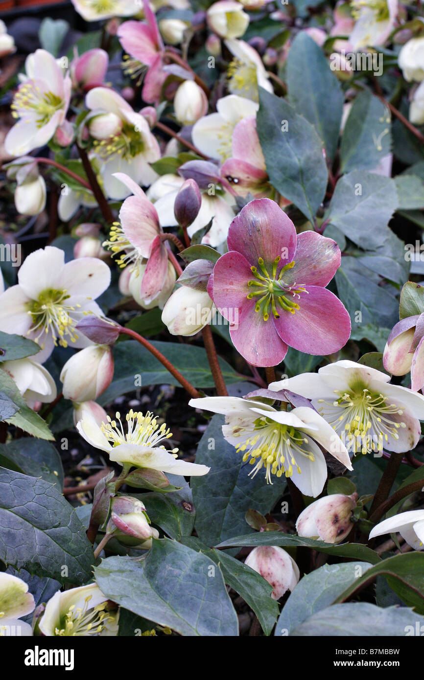 HELLEBORUS X ERICSMITHII Stockfoto