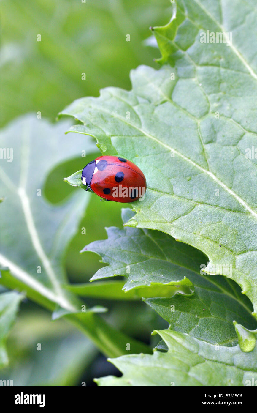 MIZUNA MIT MARIENKÄFER Stockfoto