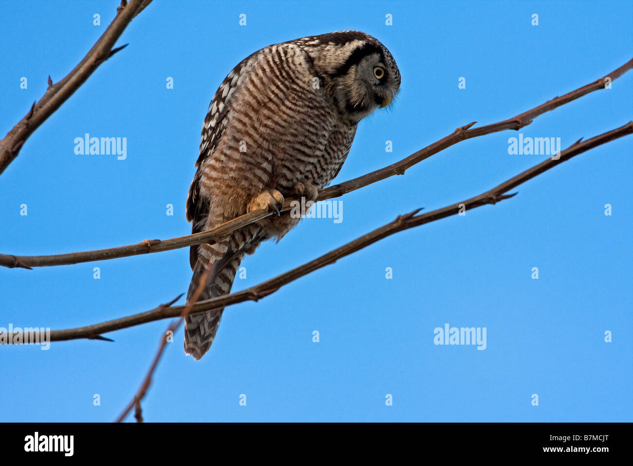 Nördlichen Hawk Owl Surnia Ulula thront im Baum in Nanaimo Vancouver Island BC im Januar Stockfoto