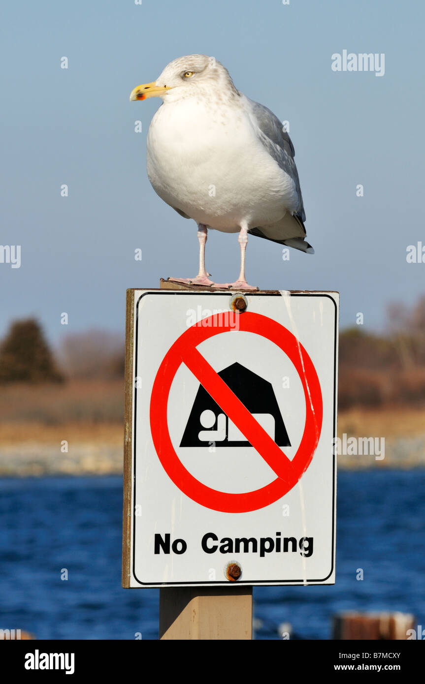 Möwe thront auf einem keine camping Schild von Wasser Stockfoto