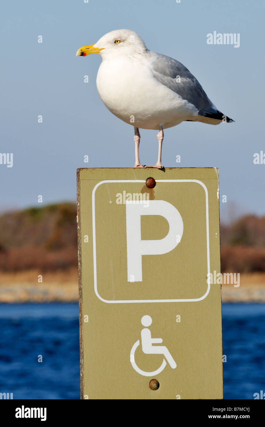 Möwe thront auf Handicap Parken Zeichen von Wasser Stockfoto