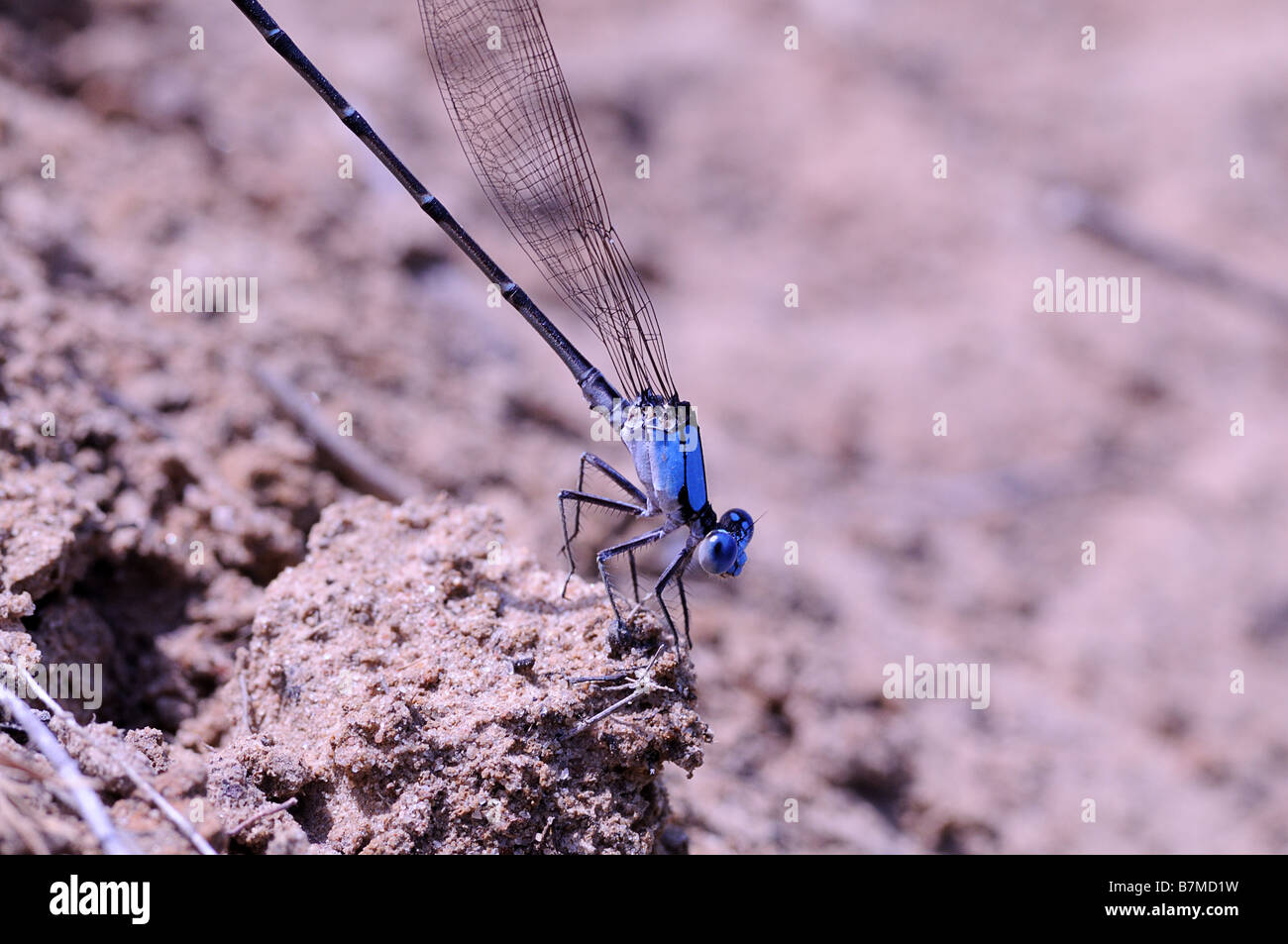 Blau fronted Tänzerin beobachtete mich, wie ich es s fotografieren Stockfoto