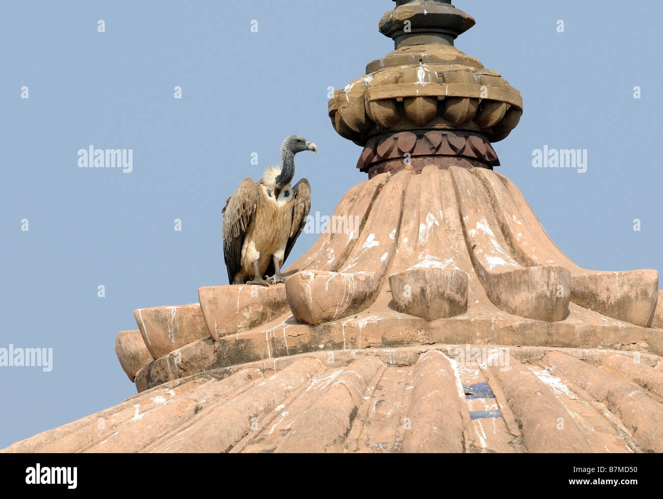 Eine indische Geier (abgeschottet Indicus) hockt Ornamentik Representinhg eine Lotusblüte auf dem Dach des Sandsteins Jahangir Mahal Stockfoto