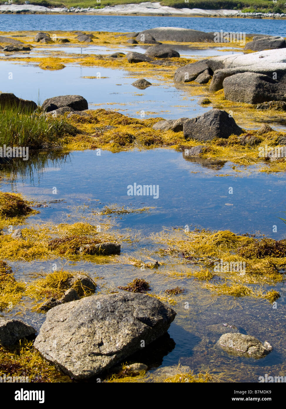 Meeresalgen (Ascophyllum Nodosum) bei Prospect Bay - Nova Scotia, Kanada Stockfoto