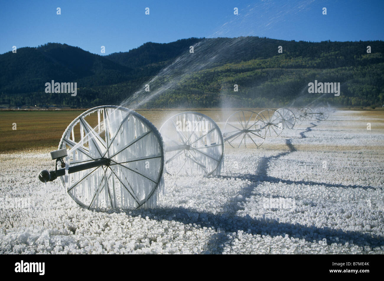 Eine rollende Bewässerungssystem im Swan Valley Idaho durch Eis während einer Bewässerung-Sitzung Anfang September überwinden Stockfoto