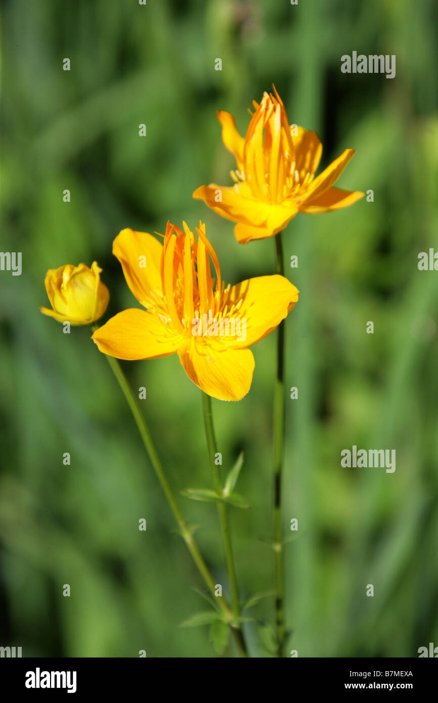 Globeflower oder Trollblume, Trollblume Chinensis, Butterblume, Russland und Nord-Ost-China Stockfoto