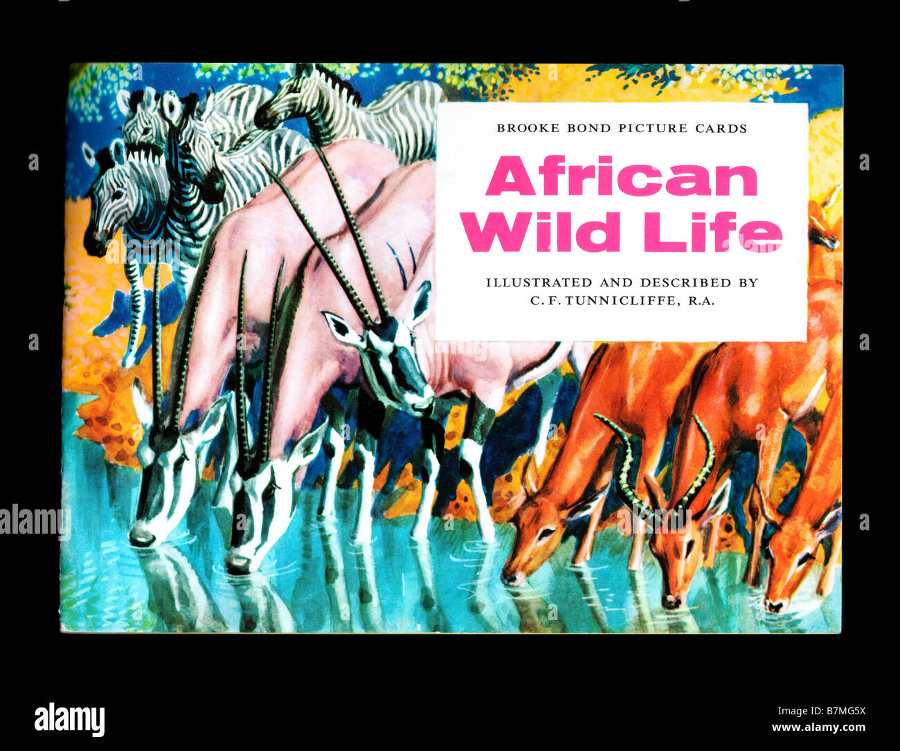 Brooke Bond PG Tips Bildkarte Album African Wildlife ausgestellt 2. Januar 1961 Stockfoto