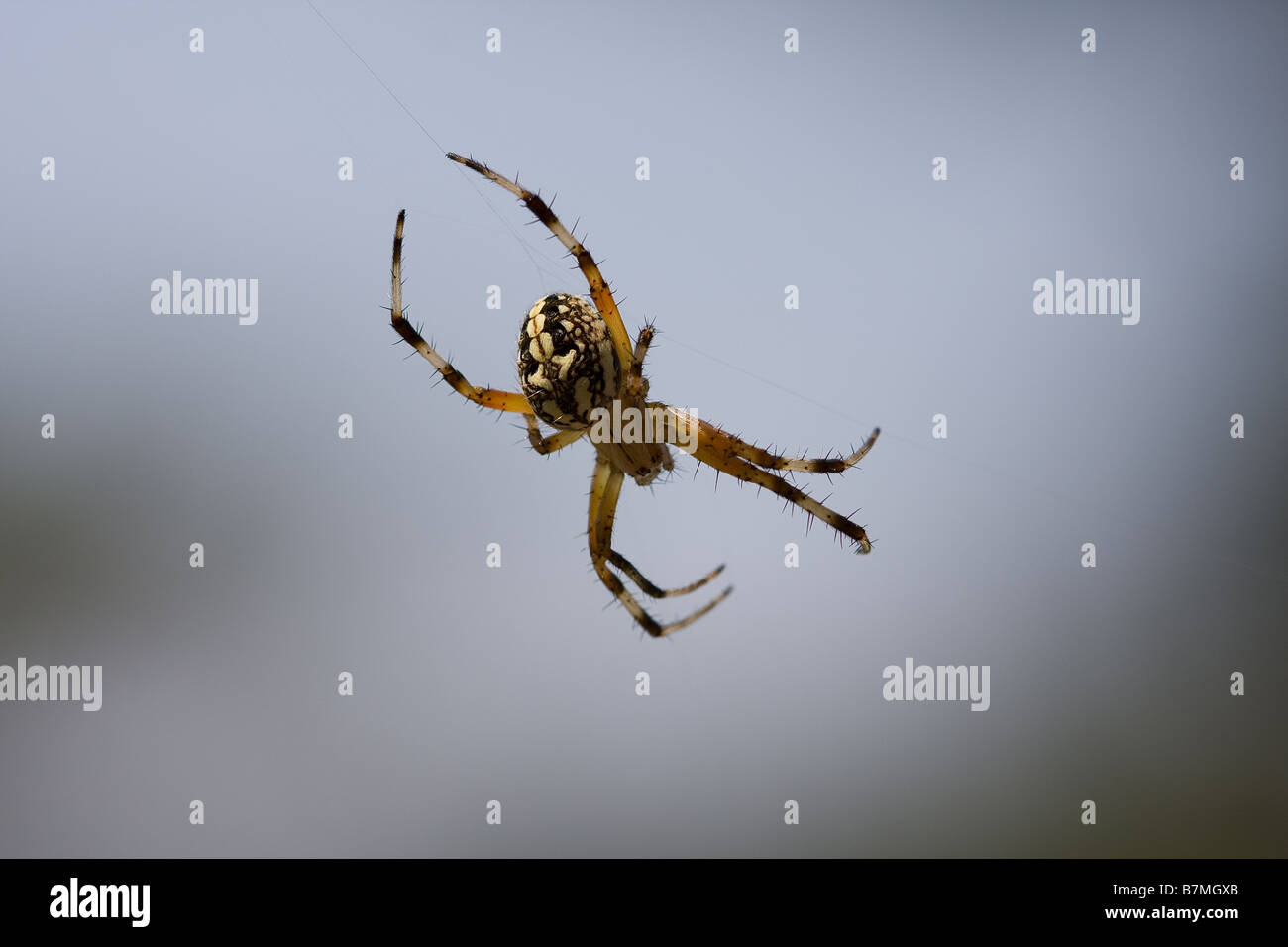 Kleine gelbe und schwarze Western entdeckt Orbweaver Spider Web. Stockfoto