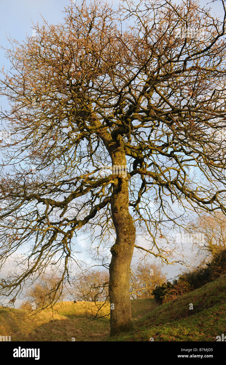 Eiche Baum wächst auf Raith Grainne Hügel von Tara in County Meath, Irland Stockfoto