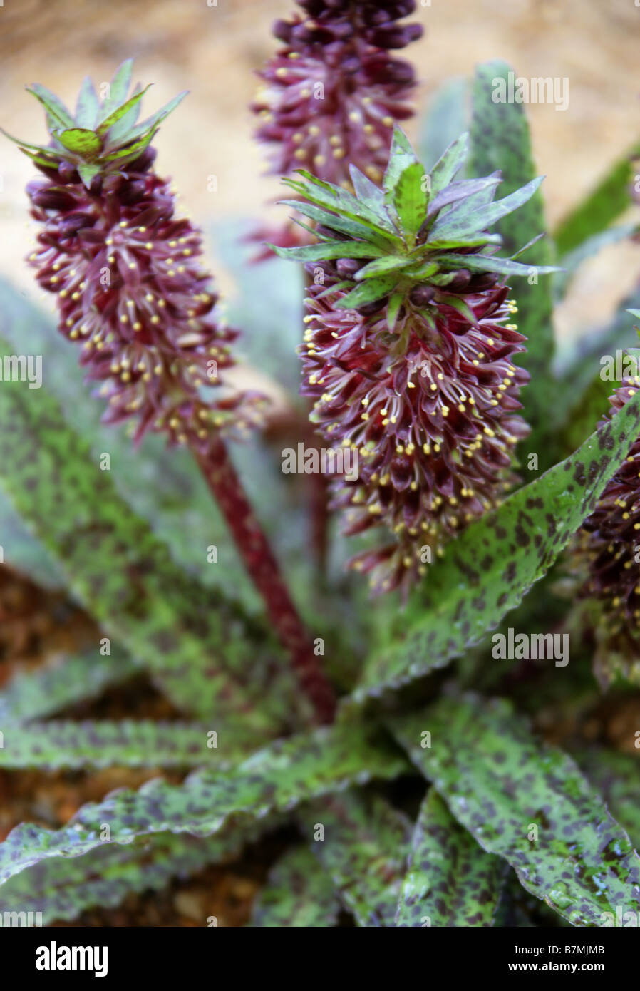 Eucomis vandermerwei -Fotos und -Bildmaterial in hoher Auflösung – Alamy