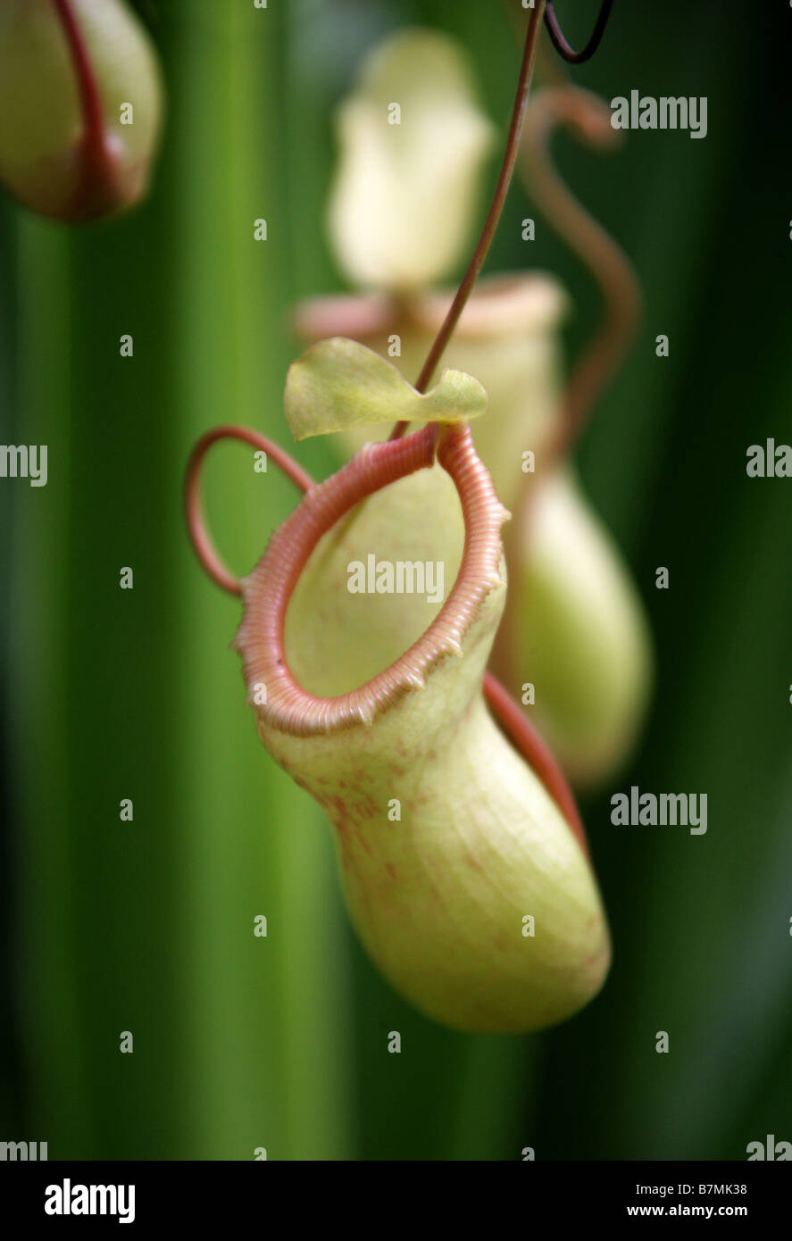 Tropischen Kannenpflanzen oder Affe Tassen, fleischfressende Kannenpflanze Nepenthes Burkei, Nepenthaceae, Insel Mindoro, Philippinen Stockfoto