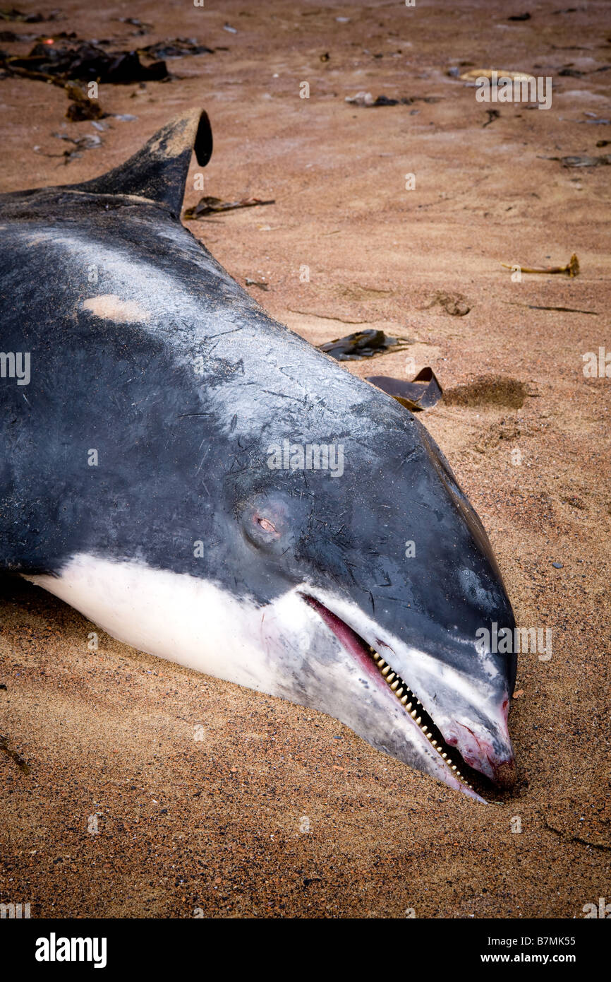 Tote Delfin am Strand von gegen Bay North Yorkshire England Stockfoto