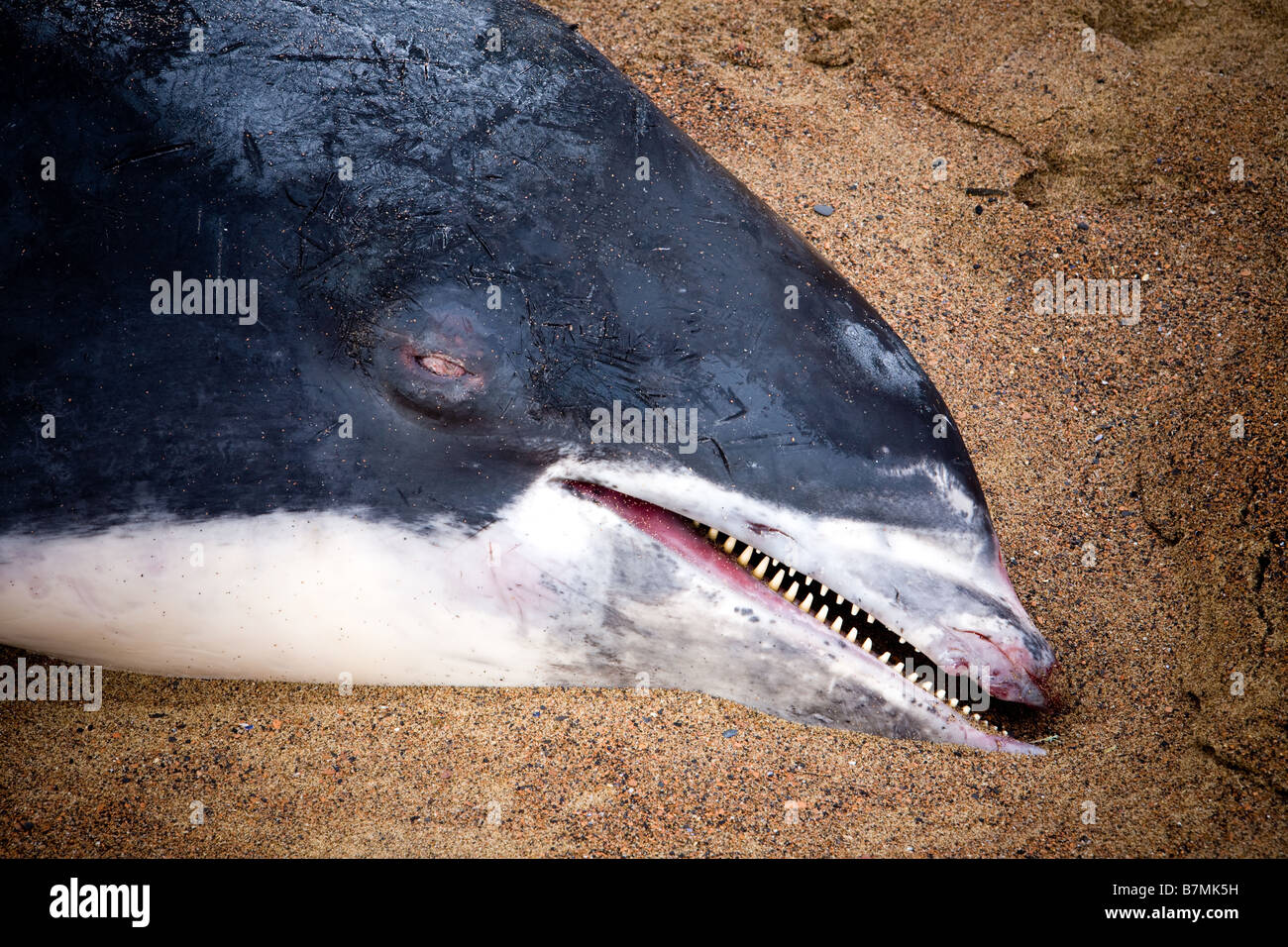 Tote Delfin am Strand von gegen Bay North Yorkshire England Stockfoto