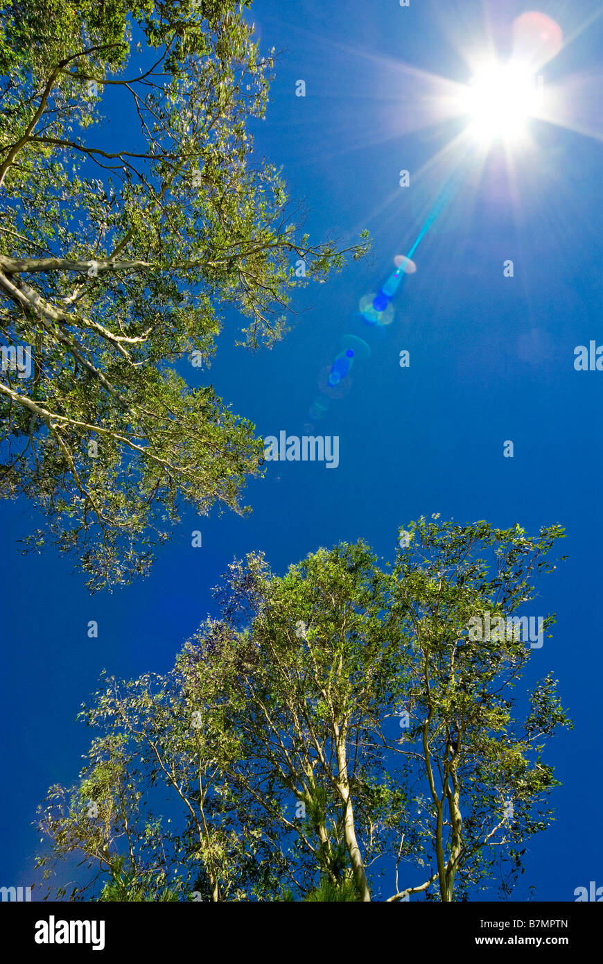 Australische Landschaft Stockfoto