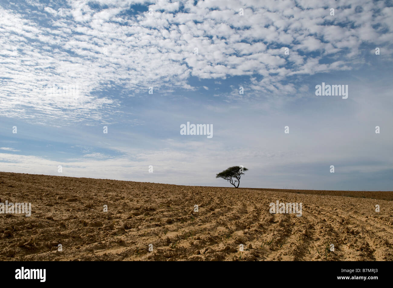 Ein einsamer Baum in einem geriffelten Feld in der Negev-Wüste Südisrael Stockfoto