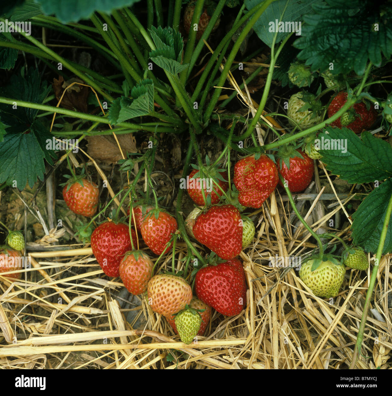 Englische Erdbeer Ernte Obst mit Stroh Mulchen zwischen den Reihen Stockfoto