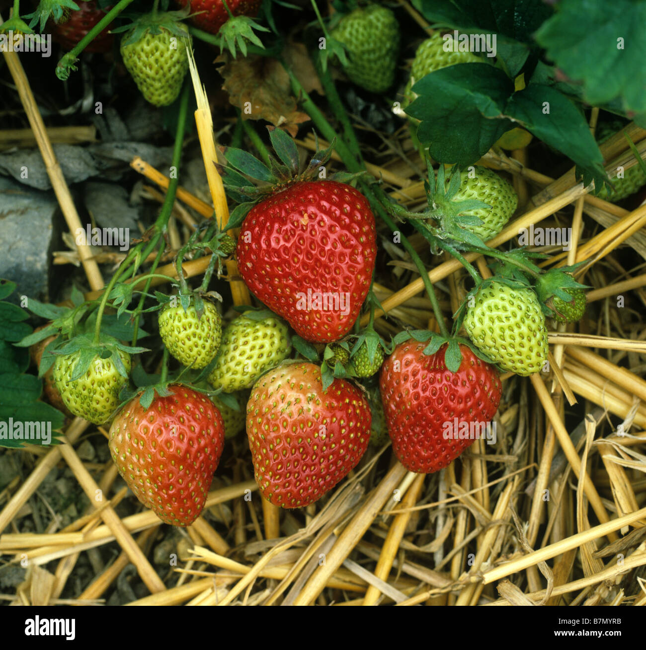 Englische Erdbeer Ernte Obst mit Stroh Mulchen zwischen den Reihen Stockfoto