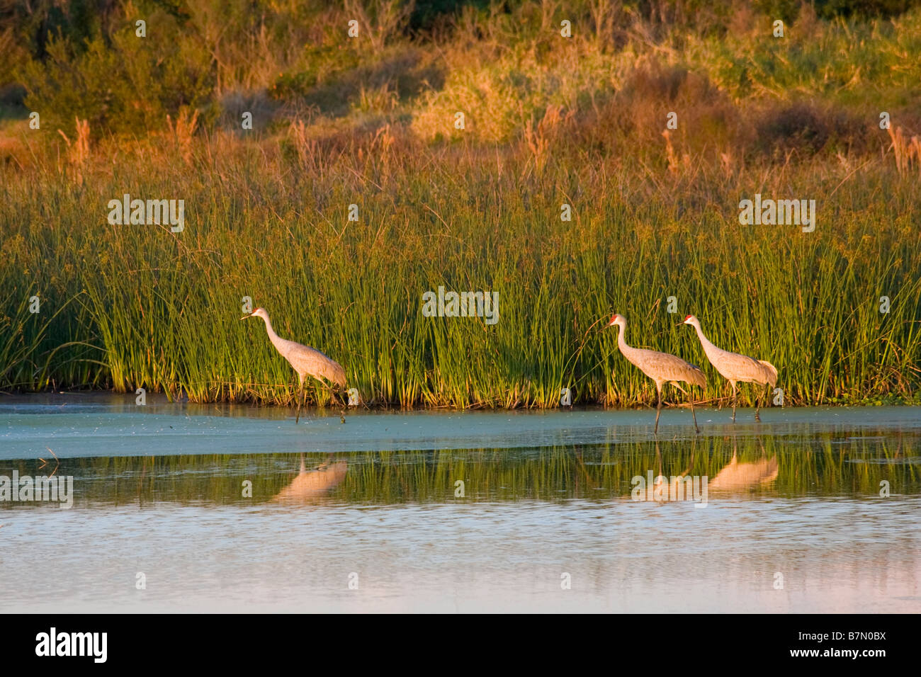 Kraniche Grus Canadensis in kleinen Teich auf den Sellerie in Sarasota Florida Stockfoto