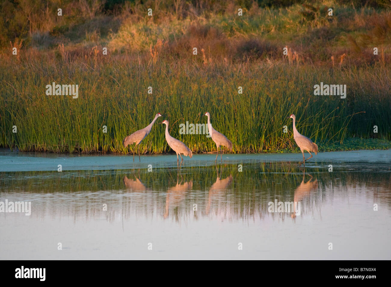Kraniche Grus Canadensis in kleinen Teich auf den Sellerie in Sarasota Florida Stockfoto