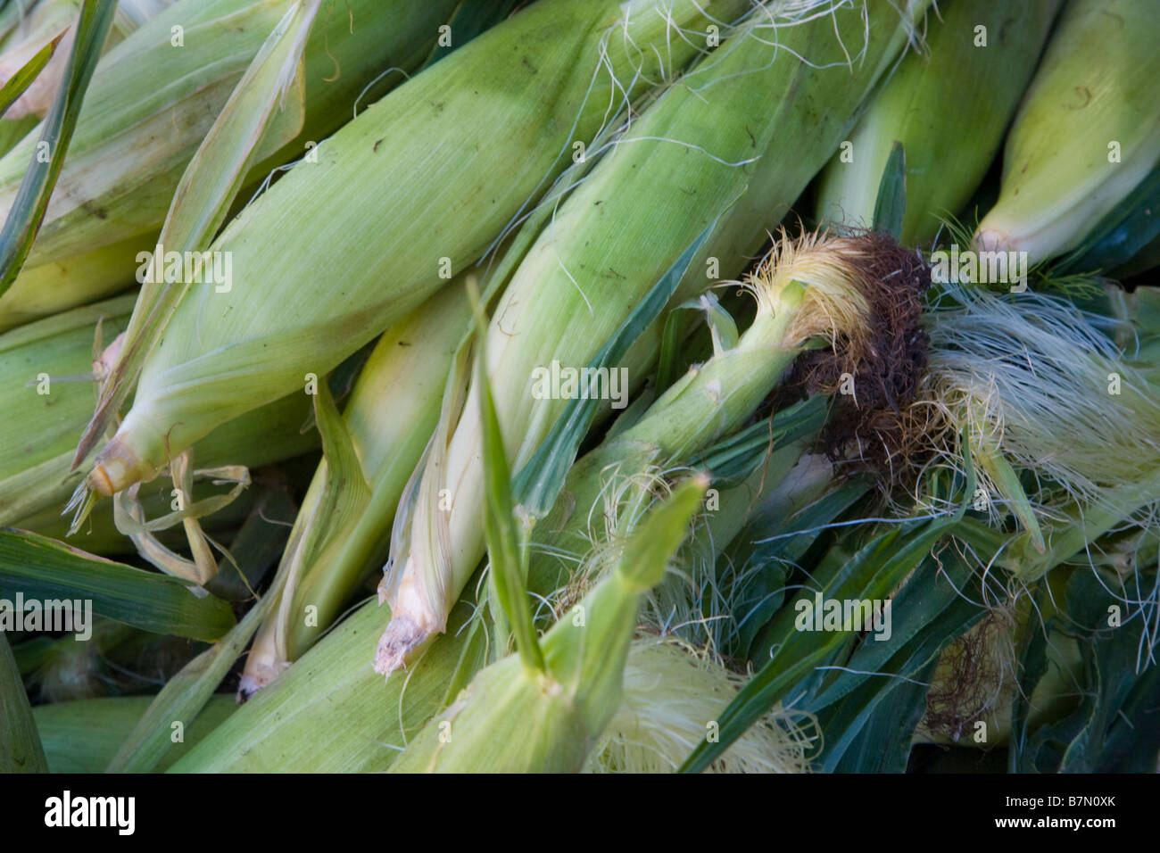 Mais in einem Haufen auf Bauernmarkt stehen Stockfoto