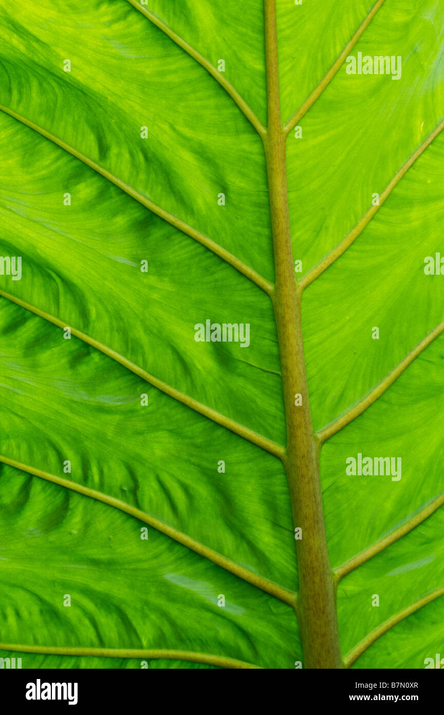 Nahaufnahme von der Rückseite eines Blattes Fett-Größe der Calocasia Esculenta (Dasheen, Taro, Yam) eine tropische Blattpflanze. Stockfoto