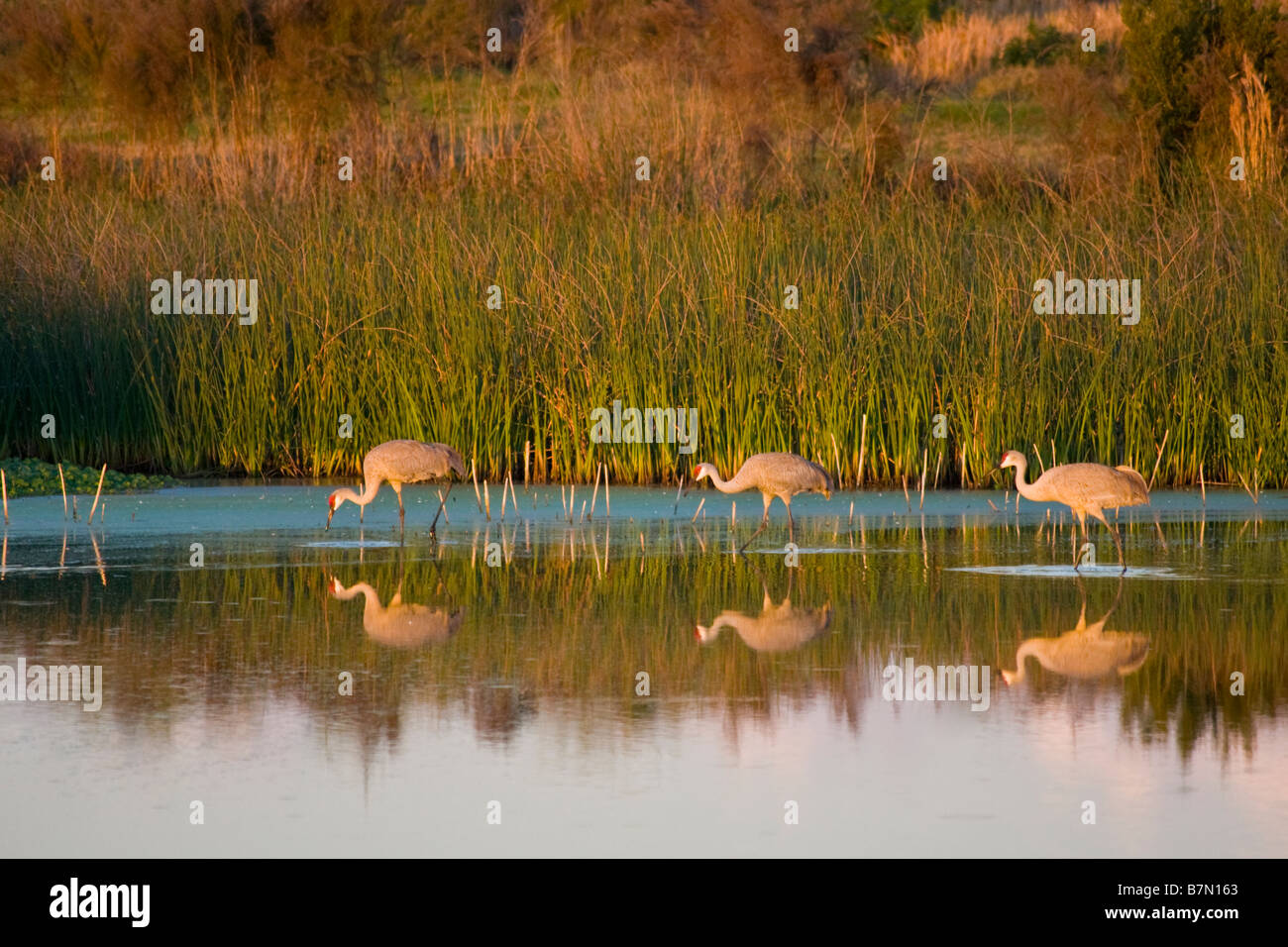 Kraniche Grus Canadensis in kleinen Teich auf den Sellerie in Sarasota Florida Stockfoto