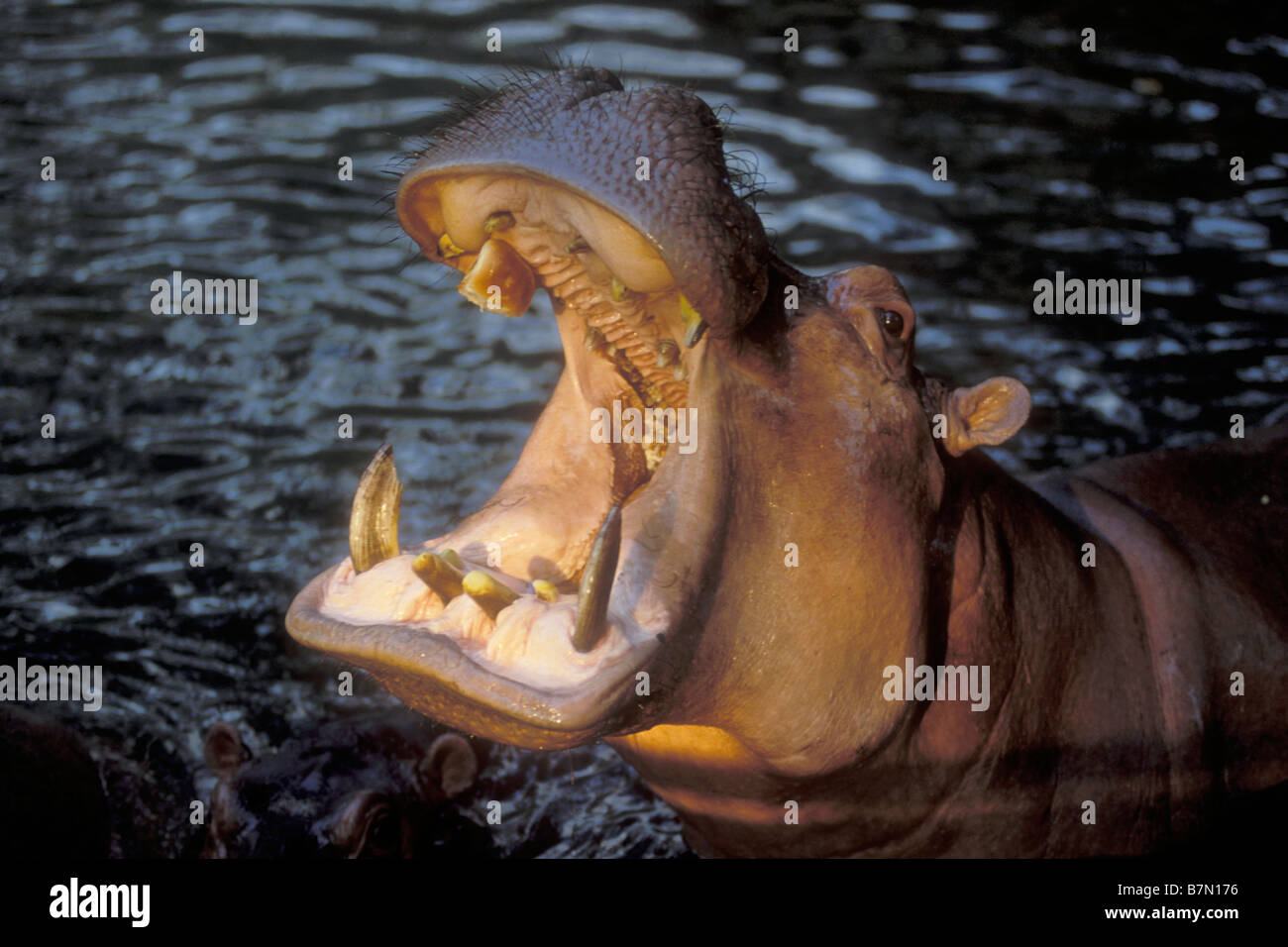 Nilpferd, Zoo von San Francisco, San Francisco, Kalifornien, USA Stockfoto