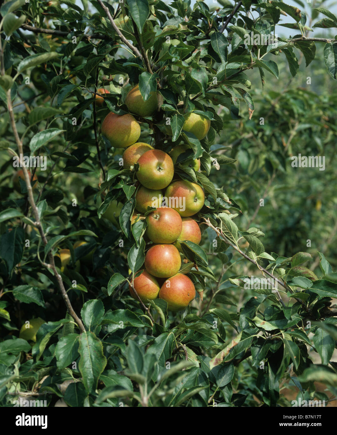 Reife Reife Coxs Apfelfrucht am Baum Oxfordshire Stockfoto