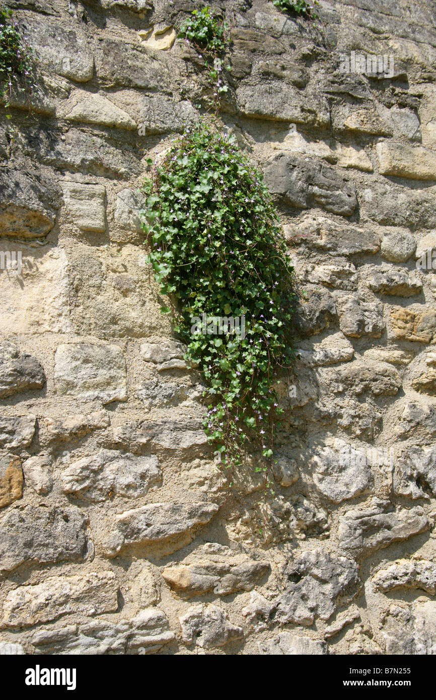 Ivy Leaved Leinkraut, Cymbalaria Muralis, Scrophulariaceae Stockfoto