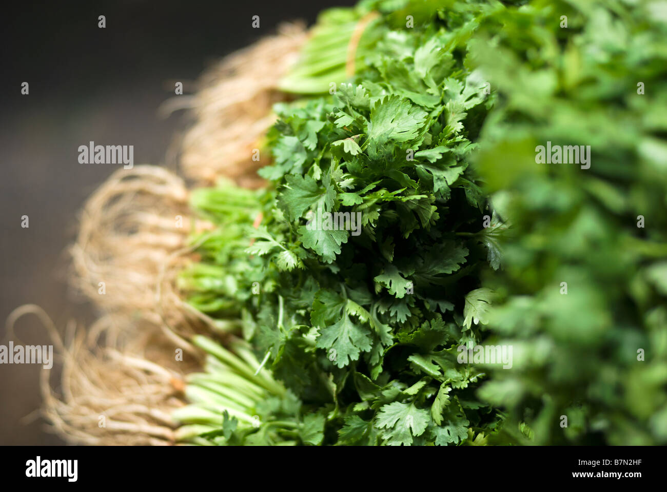 Nahaufnahme von frischem Koriander zum Verkauf Pak Khlong Talad frisches Obst und Gemüsemarkt in Bangkok Thailand Stockfoto