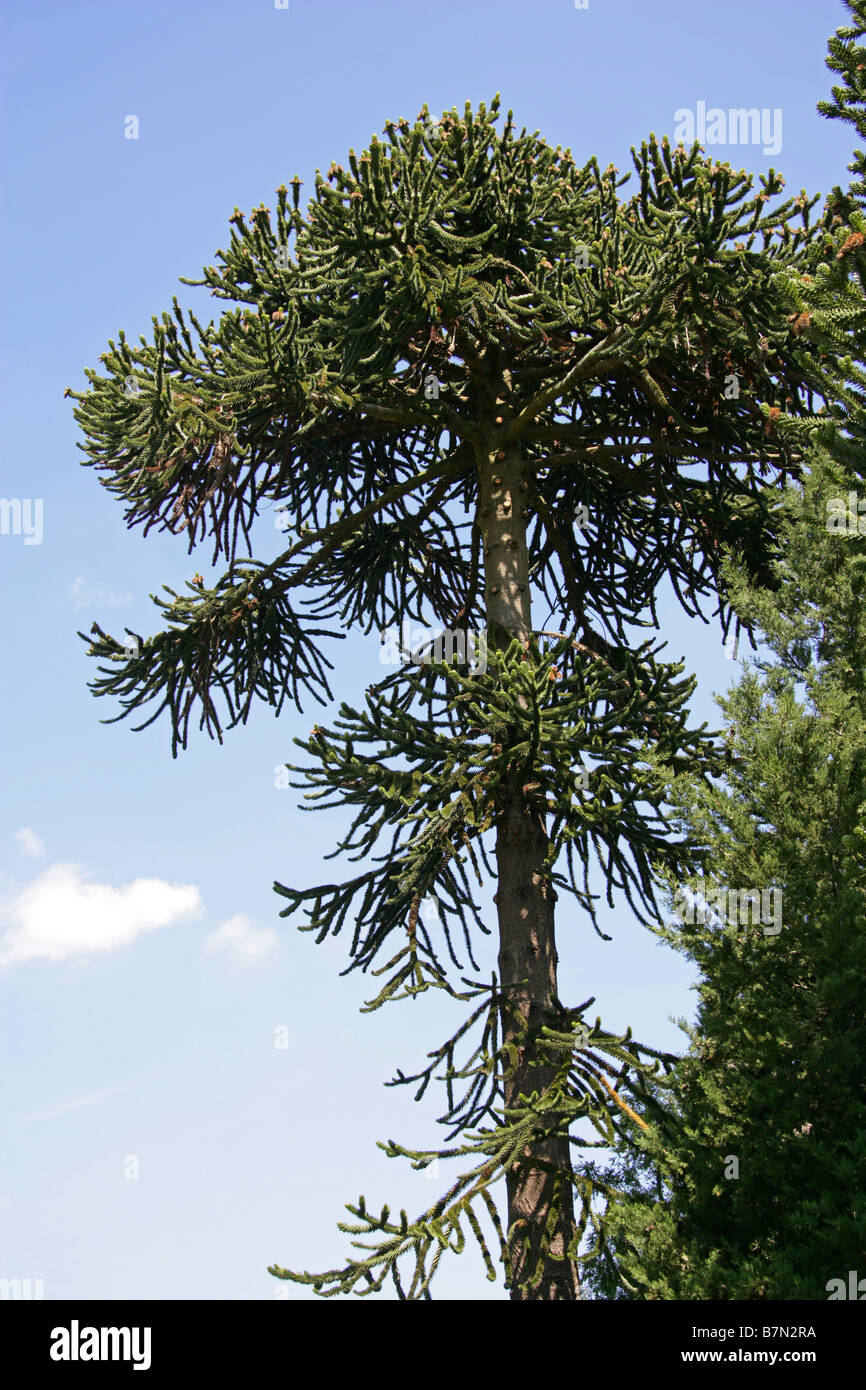 Monkey Puzzle Tree, Araucaria Araucana, Araucariaceae, Süd-Chile, Südamerika Stockfoto