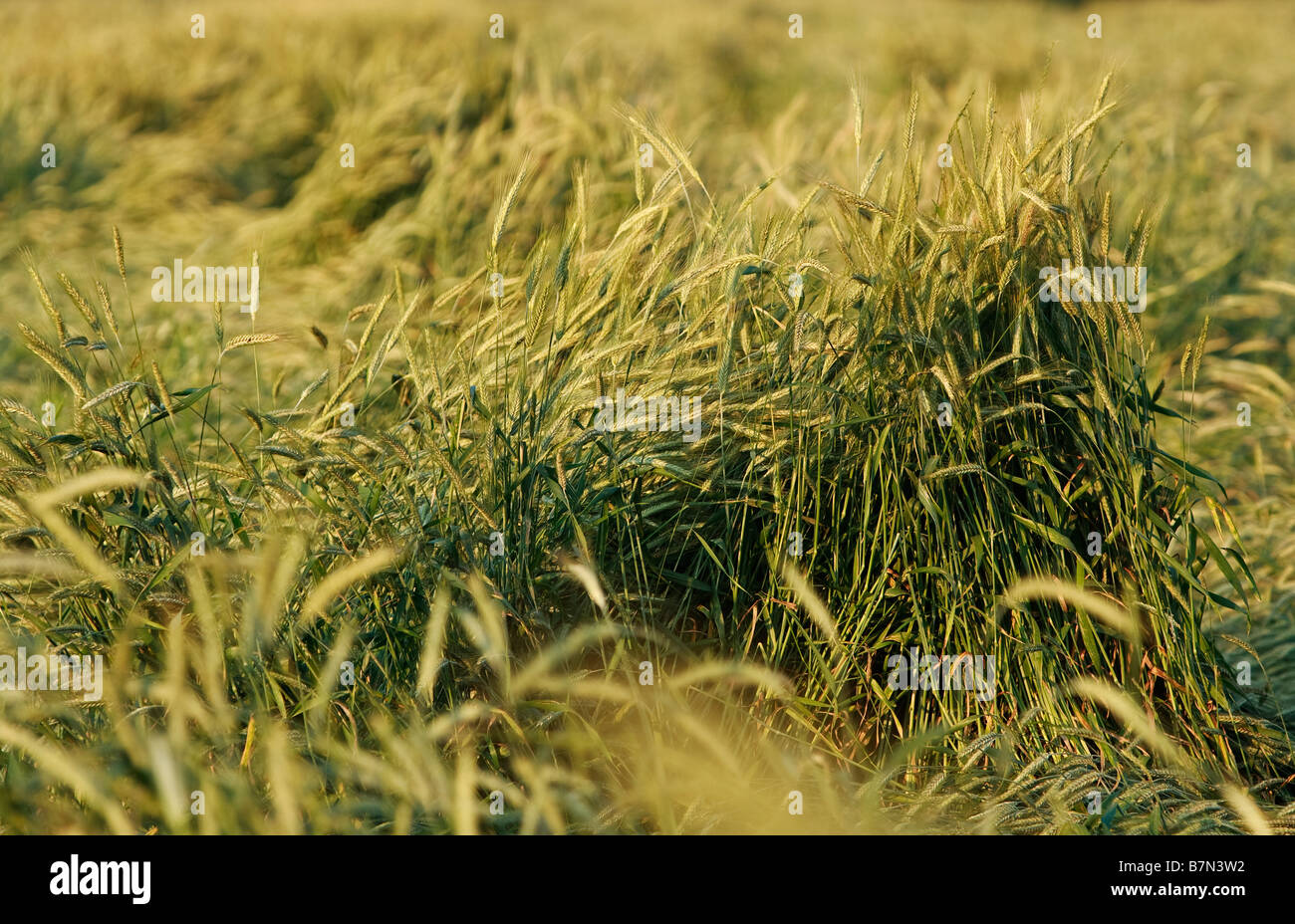 Weizen Ohren Stockfoto