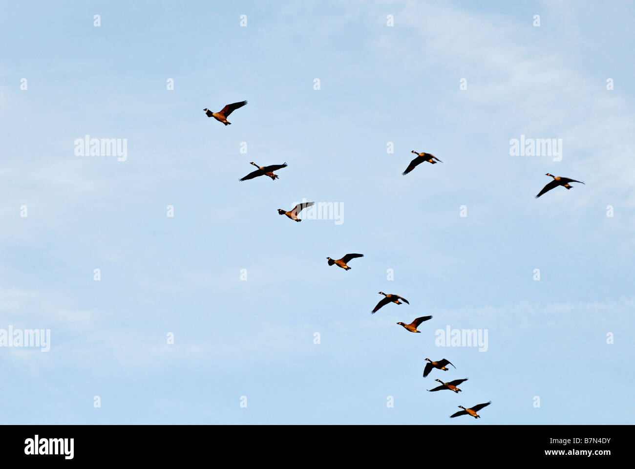 Kanadagänse fliegen in Formation während der Migration in Indiana Stockfoto