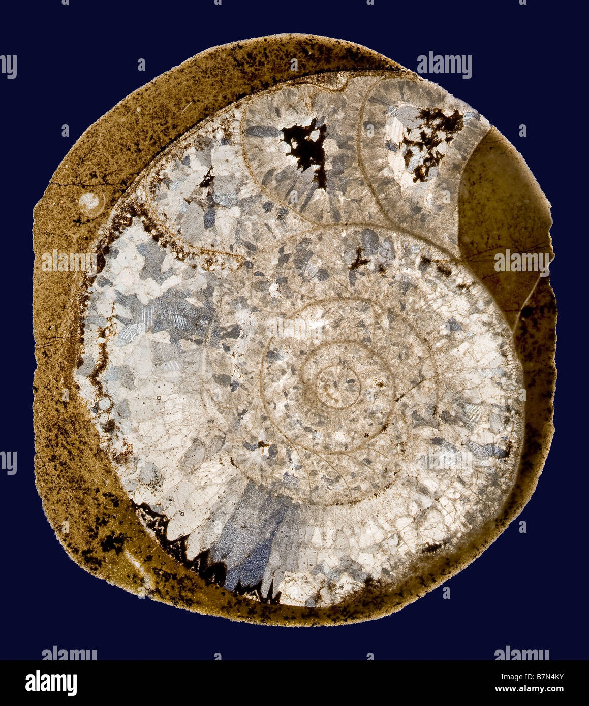 Fossile Goniatite Ammoniten Folie Abschnitt bilden hohen Atlas Gebirge Marokko Afrika Devon Periode Stockfoto