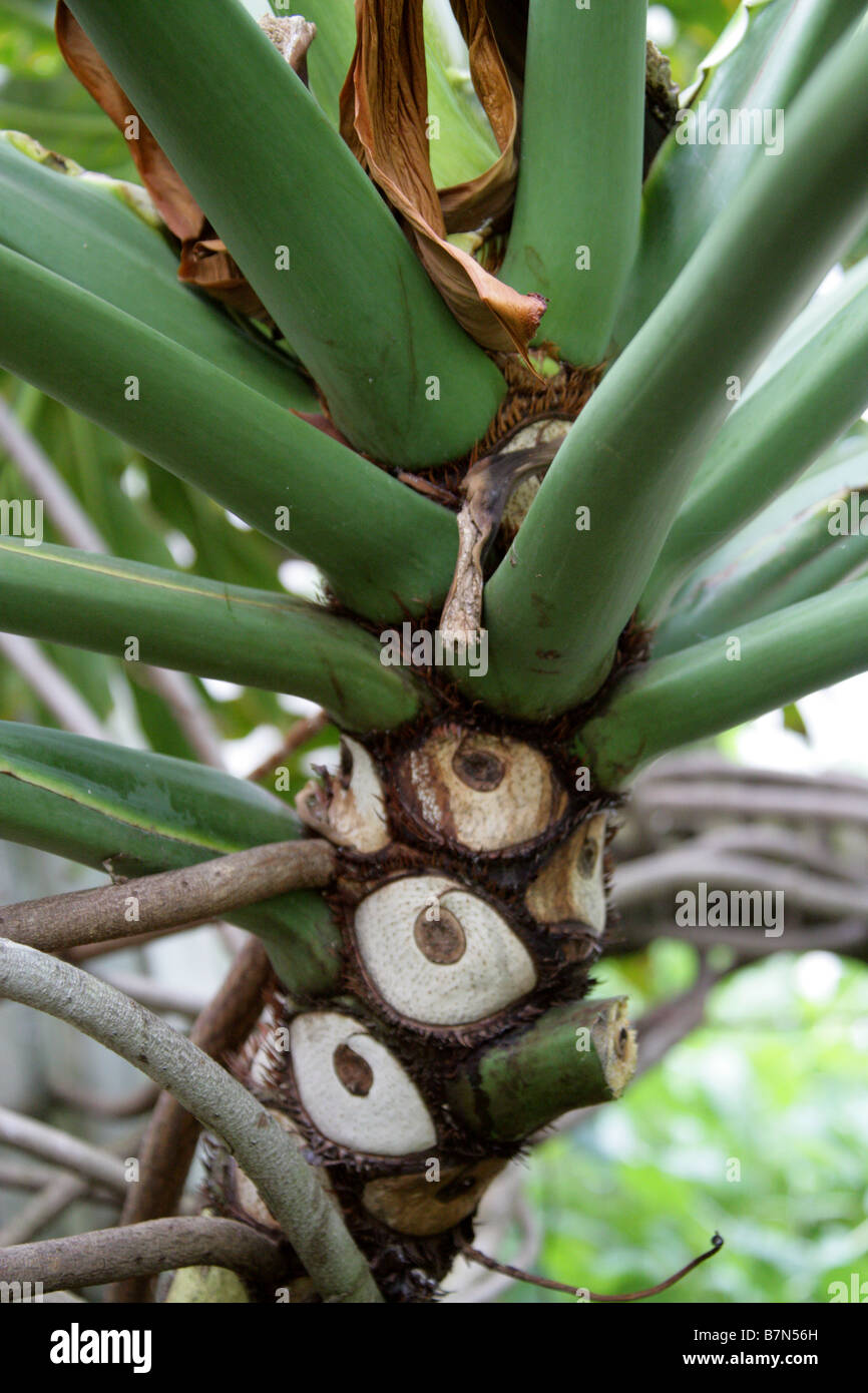 honey eucalyptus plant Eucalyptus Honey – Aaharyam