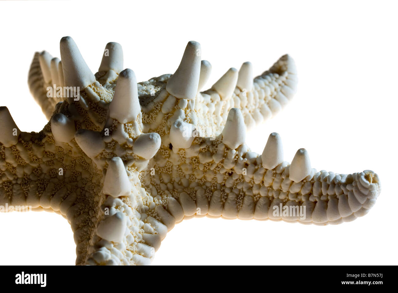 Dorniger Seestern Stockfotos und -bilder Kaufen - Alamy