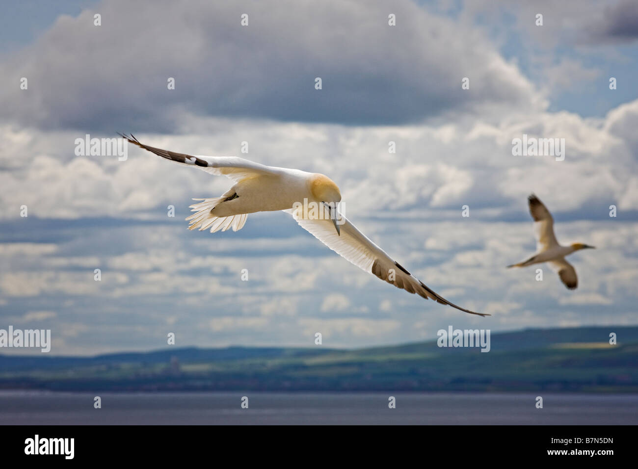 Basstölpel Morus Bassanus, während des Fluges, Bass Rock Schottland Stockfoto