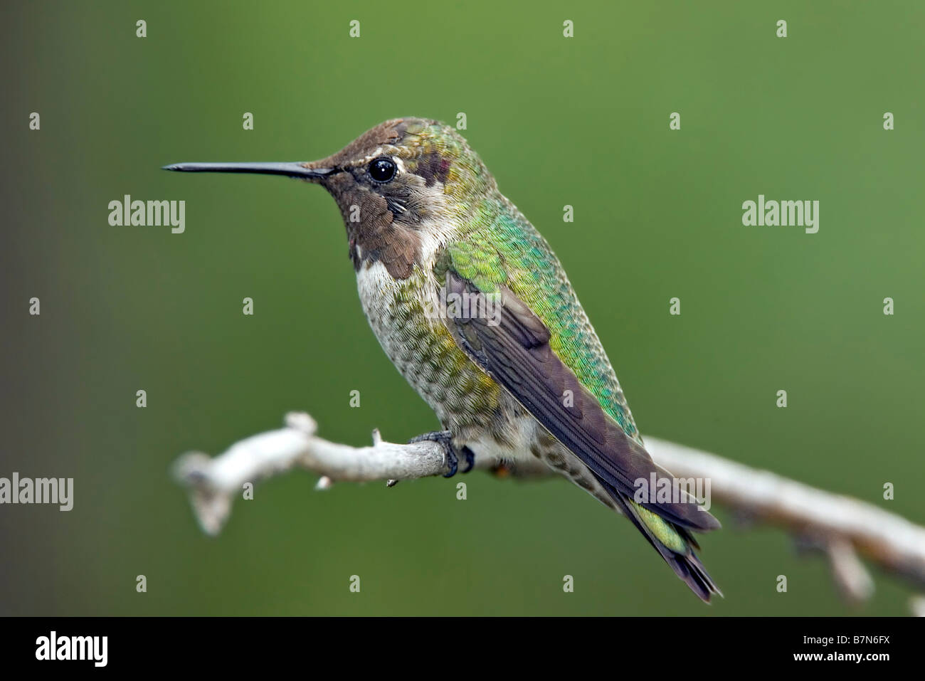 Annas Kolibri Stockfoto