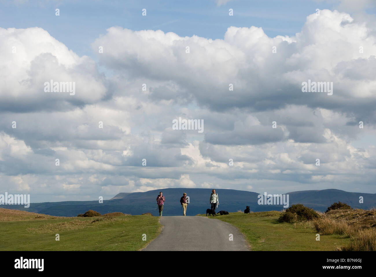 Drei Männer, die im Frühsommer mit ihren Hunden in den Black Mountains in Wales, Großbritannien, unterwegs sind Stockfoto