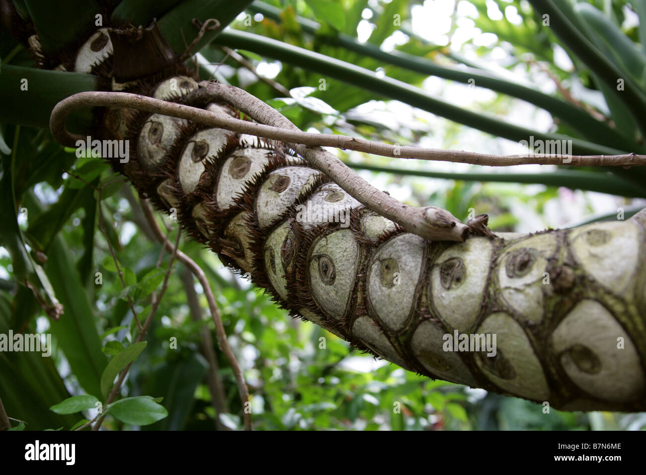 Baum Philodendron, Philodendron Bipinnatifidum, Aronstabgewchse, Brasilien  Stockfotografie - Alamy