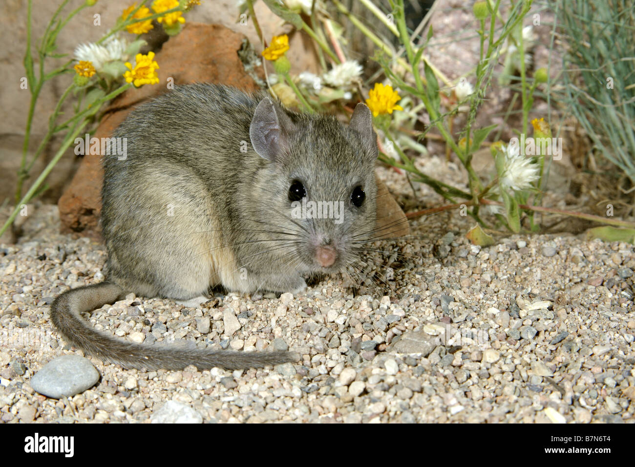 Westliche weiße-throated Woodrat Stockfoto