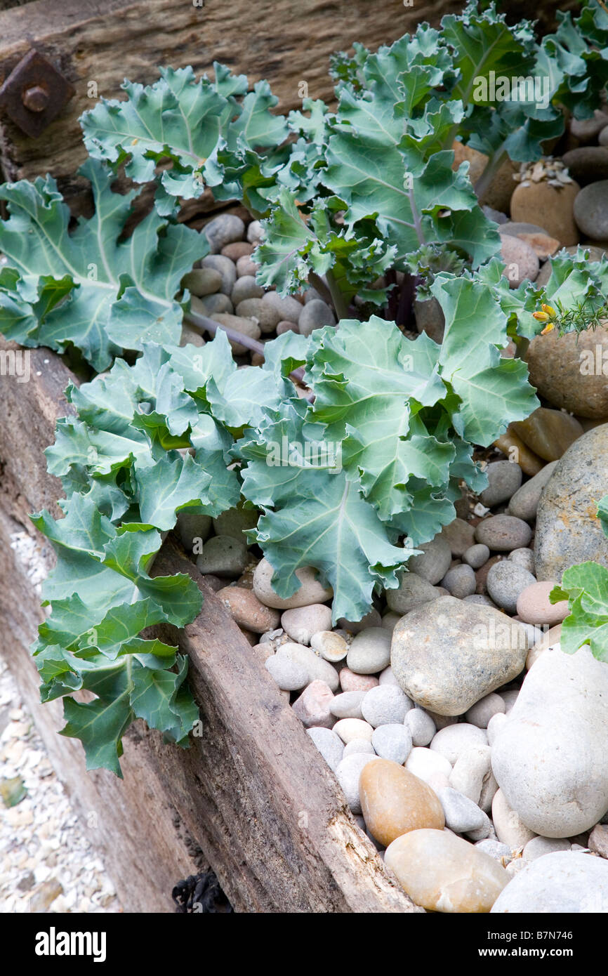 Seekohl Kohl Stockfoto